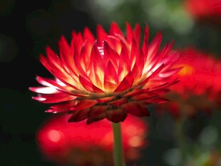 永生菊
