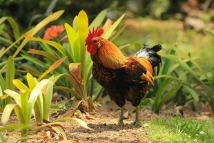 花园中色彩艳丽的公鸡
