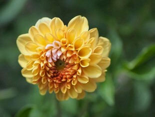 黄色大丽花特写