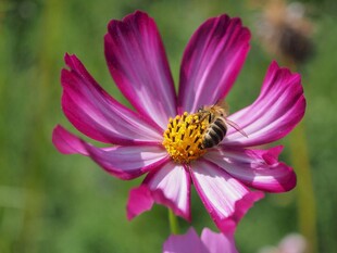 蜜蜂采蜜于娇艳波斯菊