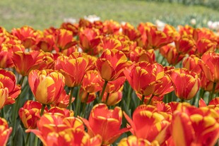 鲜艳橙红色郁金香花海