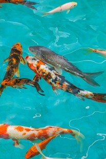 水中锦鲤嬉戏