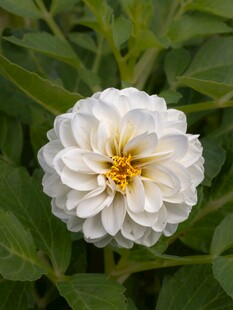 白色翠菊绽放