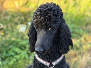 黑色贵宾犬户外可爱模样