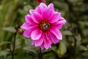 粉色大丽花上的蜜蜂