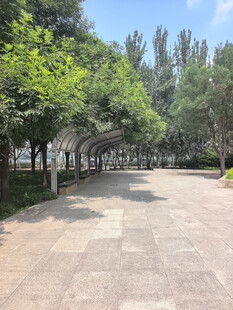 林荫铺就的宁静步道