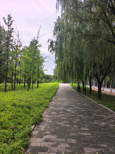 林间小径绿意盎然的景致