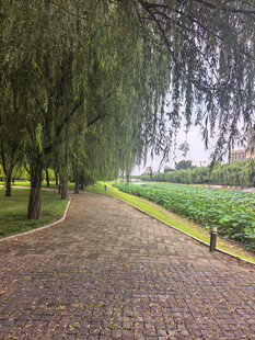 林荫石径静谧园林景致