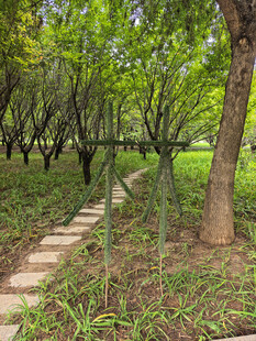 林间小径绿意盎然的自然景