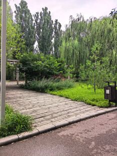 林间石板路绿意盎然景致