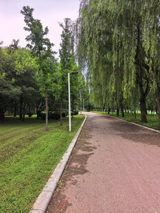 公园中的宁静林荫小道