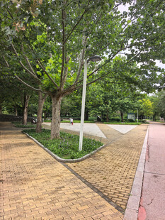 城市公园中的林荫步道