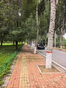 林间红砖步道绿意盎然