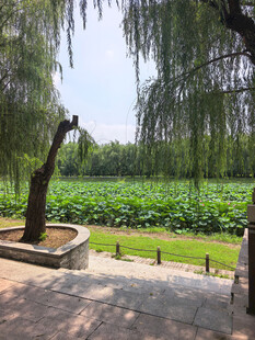 湖畔垂柳伴荷塘美景