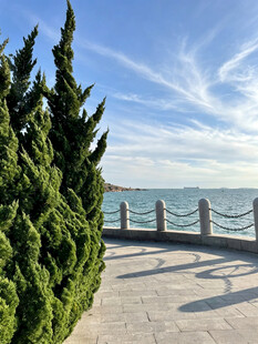 海边步道旁的葱郁绿植