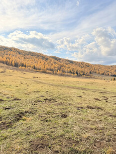 秋日草原风光
