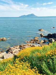 海边黄花与远山美景