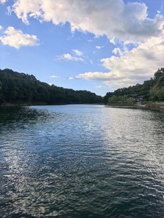 湖畔树林