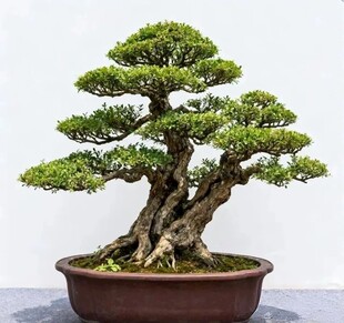盆景