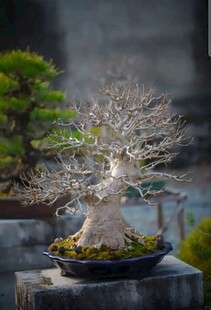 盆景