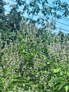 荆条花