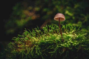 草丛中的小巧蘑菇