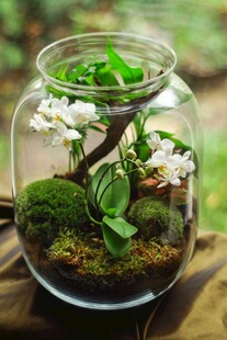 玻璃罐中的迷你绿植景观