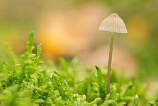 草丛中的小巧蘑菇