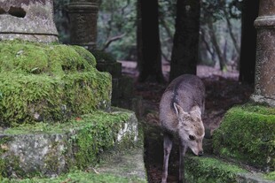 森林中漫步的野生动物