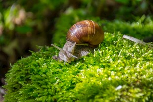 蜗牛栖息于翠绿苔藓上