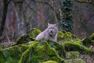 林间苔藓上的可爱山猫
