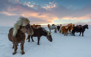 雪地中行进的小马队伍