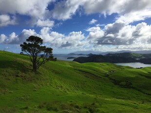 草原孤树与远方湖景