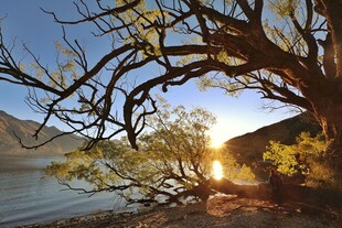 湖畔夕阳下的繁茂树枝