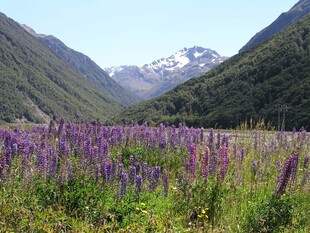 山间紫色花海美景