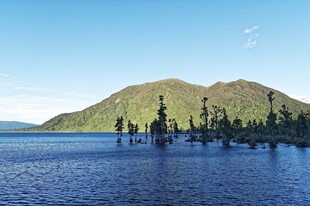 湖畔青山水中孤树景观