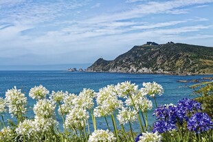 海边烂漫花丛与青山海景
