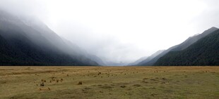 云雾笼罩的开阔山间草地
