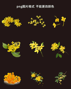 桂花素材