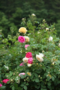 蔷薇花
