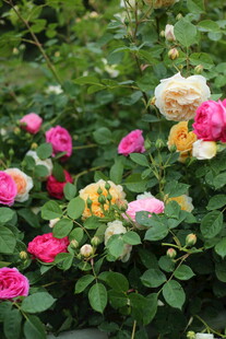蔷薇花