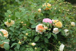 蔷薇花