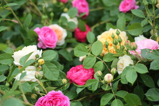 蔷薇花