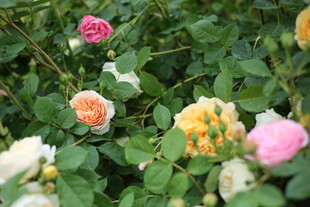 蔷薇花