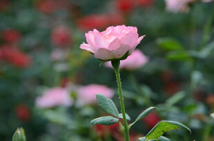 蔷薇花