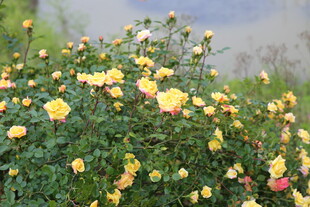 蔷薇花