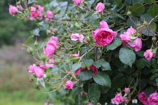 蔷薇花