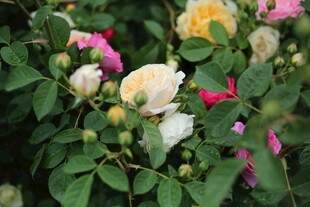 蔷薇花