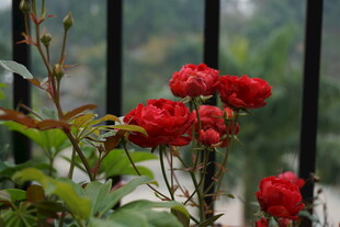 蔷薇花