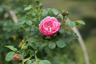 蔷薇花